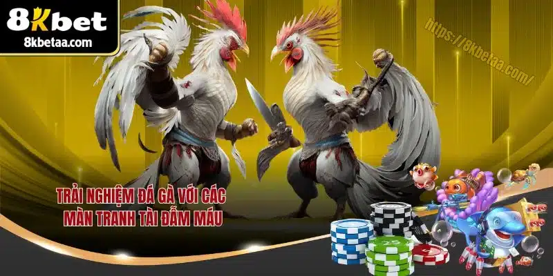 8KBET | Trang Chủ Nhà Cái Uy Tín | Xanh Chín Nhất 2025 23 Trải nghiệm đá gà với các màn tranh tài đẫm máu